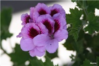 cffef6cb-IMG_7575 engleska pelargonija.jpg